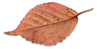 leaf_06_10.png